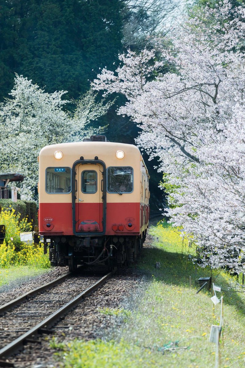 longcailing2009's tweet photo. 是日雨水。

正月中，天一生水，谓之雨水。春始属木，唯有水才可以生养“木”。

雨水一落，这个轮回中万物生长的宿命，才准确开启。

万物萌动，等春到，等雨来，等待春暖花开……

只有心灵的改革开放，才有万物的春风十里。

#生命 #节气 #雨水 https://t.co/Wd2qB4z7H0