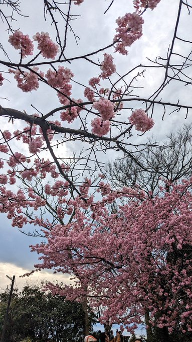 河津桜が咲いてました🌸 