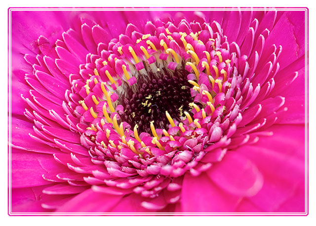 A #vibrant #Gerbera #flower with its #pink and #yellow #petals. The #colour of this #popular #plant means it's often added to a #bouquet sold in many #florist #shops #macrophotography #flowerphotography #plantphoto #ThePhotoHour #pictureoftheday #photooftheday