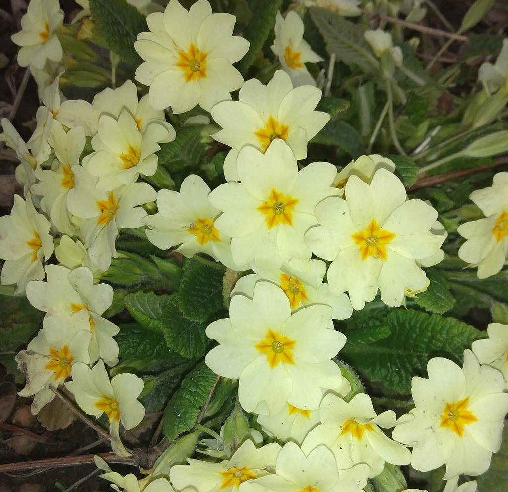 dimiborislavova's tweet photo. Щастлива неделя #D1902
🍃💛🍃💛🍃💛🍃💛🍃💛🍃 https://t.co/MtL9AP5x8j