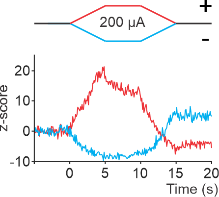 CarlosASLeon's tweet photo. To address this, we applied tDCS and record the activity of individual neurons in behaving mice🐭. As expected, we observed neurons increasing⬆️their activity under➕electrical currents (anodal tDCS, red) and decreasing during➖currents (cathodal tDCS, blue) 5/13 https://t.co/6VSNYFxQC2