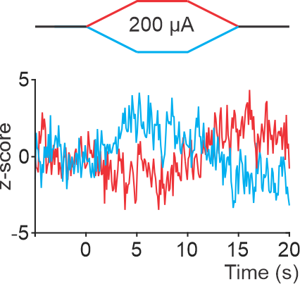 CarlosASLeon's tweet photo. But, at the same time other neurons were modulated in just the opposite way, with anodal decreasing⬇️but cathodal increasing⬆️their activity 6/13 https://t.co/2kS04Tlau3