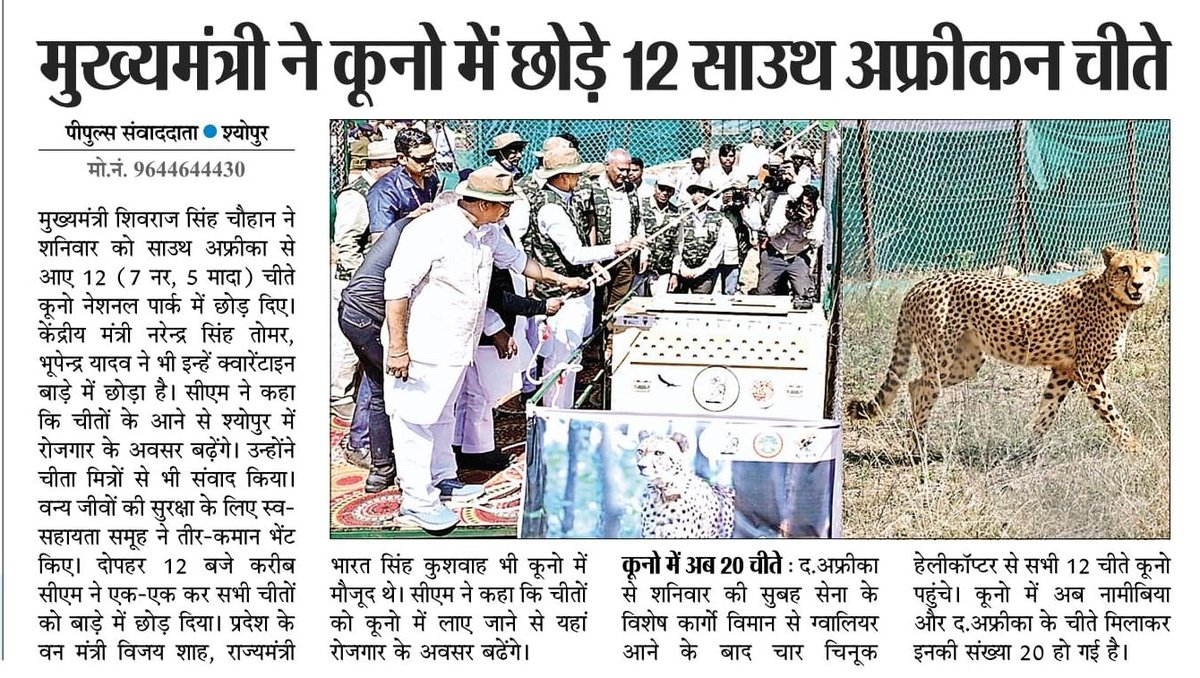 minforestmp's tweet image. ऐतिहासिक दिन
---
मुख्यमंत्री श्री @ChouhanShivraj ने दक्षिण अफ्रीका से लाए गए 12 (7 नर, 5 मादा) चीतों को श्योपुर के कूनो नेशनल पार्क में छोड़ा 

#MPWelcomesCheetah 
#CheetahStateMP
#JansamparkMP