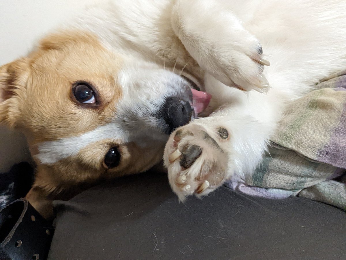 Lorelai 📚🔮🍓 on Twitter "RT kateikab00m It's time! Tatertot needs