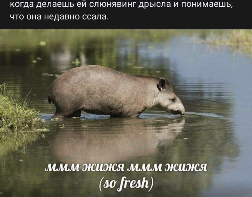 parfenovvp's tweet photo. хотя возможно это мем получше https://t.co/1qxbPJXXWF