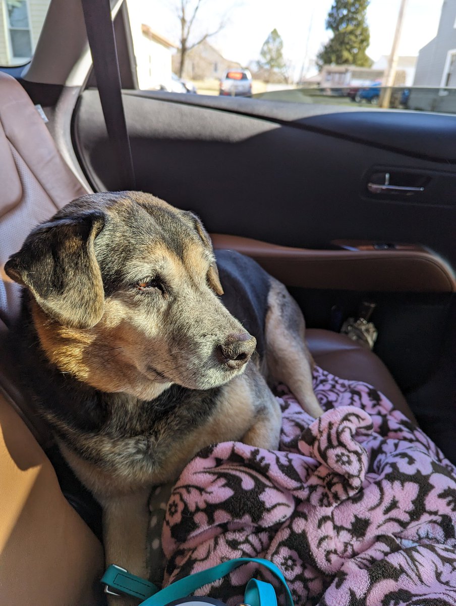 Th3Claude's tweet image. I can't believe he's really gone.
My heart is well and truly broken.
Goodbye to the best dog I could've ever asked for and who was always more than I ever deserved
I love you Bruce.
