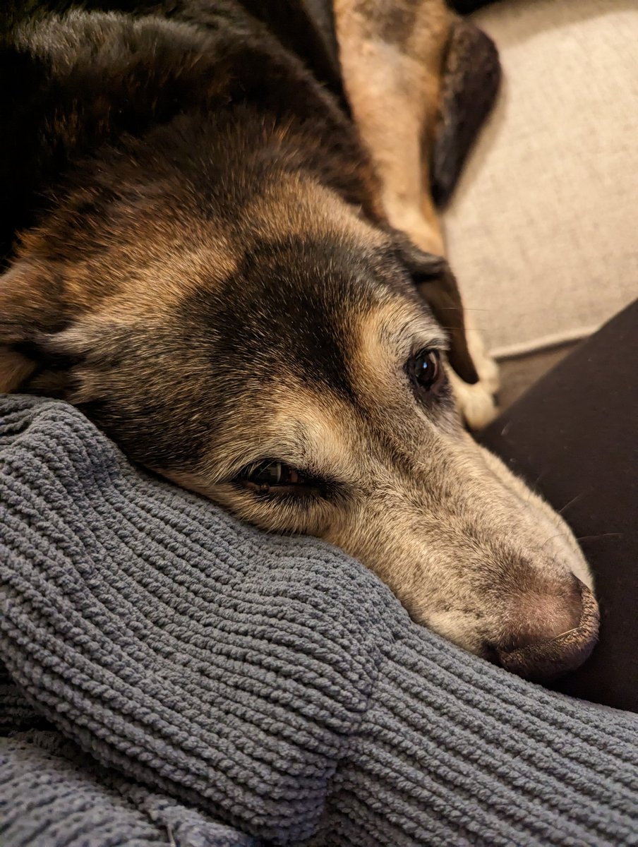 Th3Claude's tweet image. I can't believe he's really gone.
My heart is well and truly broken.
Goodbye to the best dog I could've ever asked for and who was always more than I ever deserved
I love you Bruce.