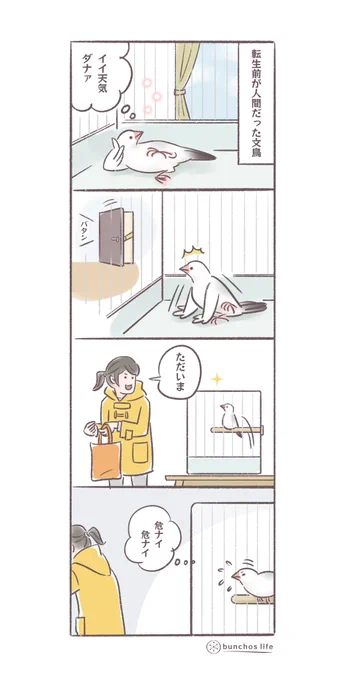 かいぬしが知らない文鳥の実態を色々想像してみる
#文鳥 
#4コマ漫画 