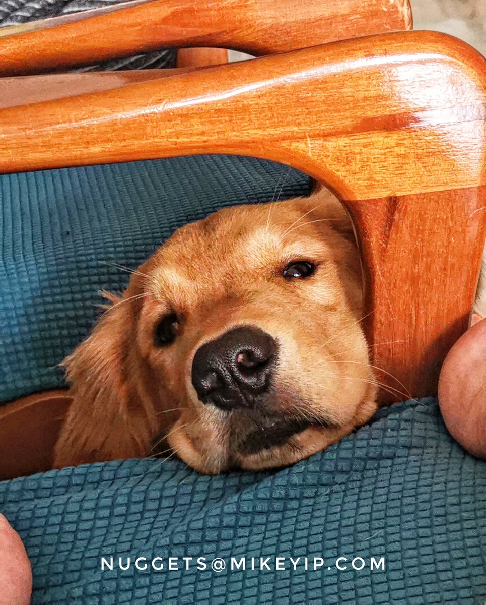 mikeyipdotcom's tweet photo. Was snacking and this #MerlotDGoldie knows that I won't give him any...
Ain't going to get any even if you give me this look. 😜
#goldenretrievers #doggo #goldennuggets #williamdgoldie #merlotdgoldie #mikeyipdotcom #furkids #pawrenting #willyhaeun https://t.co/CLixaG1UMx
