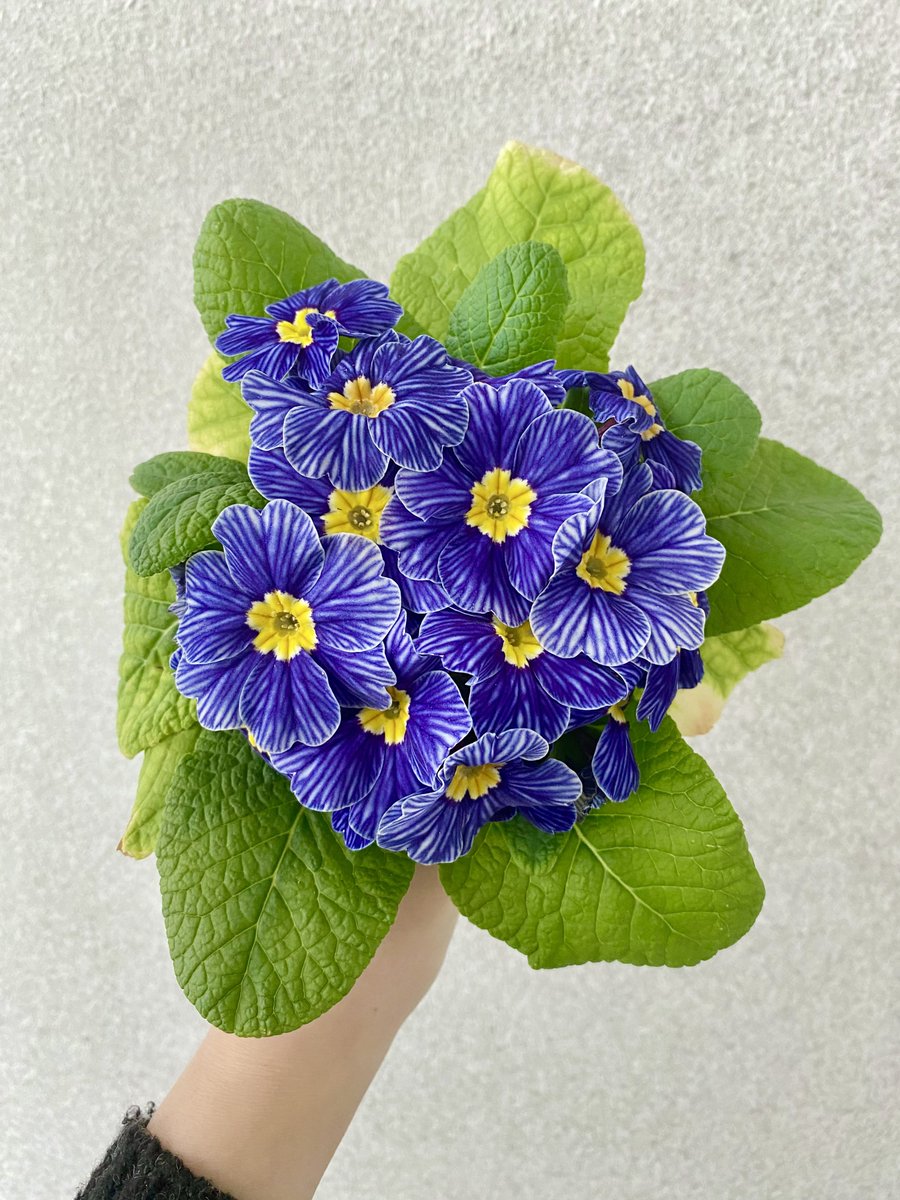 아직 봄은 아니지만 꽃파티 중