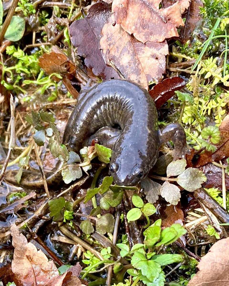 Emily1986xnbu's tweet photo. ❄️💧🦎🌿
As more snow melted. , I found a lot of salamanders on my Sanborn County Park hike, and this was one of them. I moved him to a spot where he wouldn't get in the way of my cleaning, but he remained motionless, comfortable in the sun for a few minutes #Salamander https://t.co/MpXX67LDeH