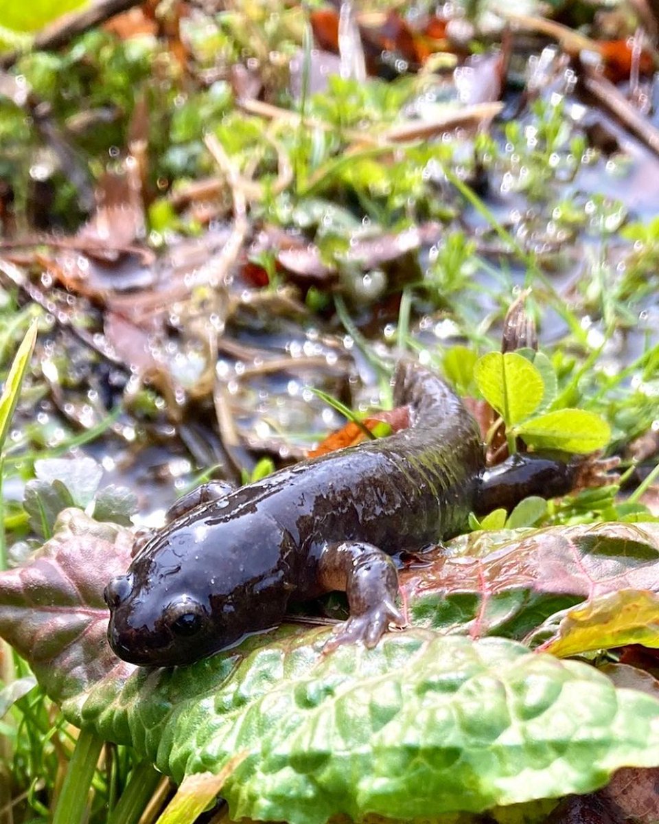 Emily1986xnbu's tweet photo. ❄️💧🦎🌿
As more snow melted. , I found a lot of salamanders on my Sanborn County Park hike, and this was one of them. I moved him to a spot where he wouldn't get in the way of my cleaning, but he remained motionless, comfortable in the sun for a few minutes #Salamander https://t.co/MpXX67LDeH
