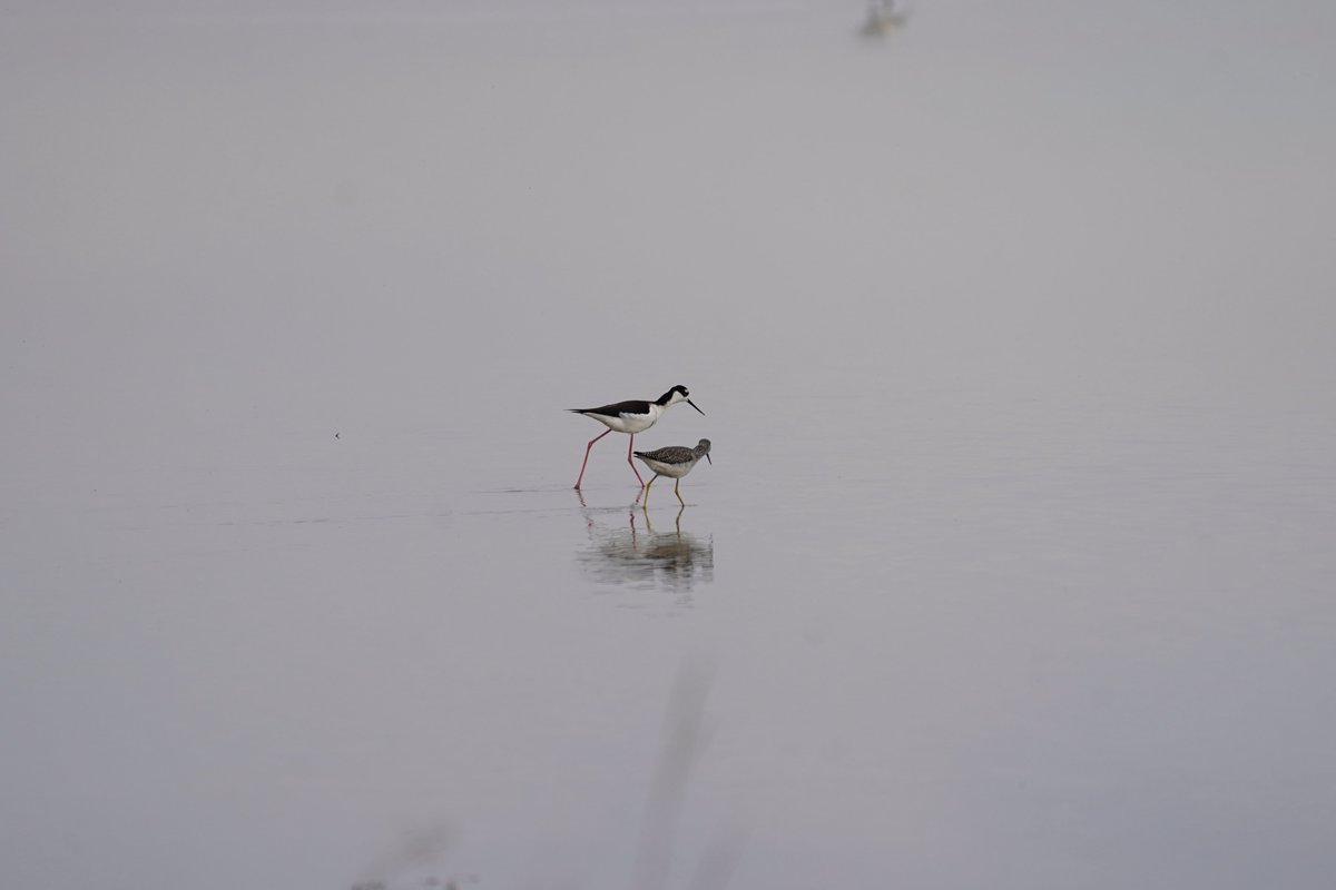 Not anthropomorphizing or anything but I think I just spotted two best friends going for a walk.