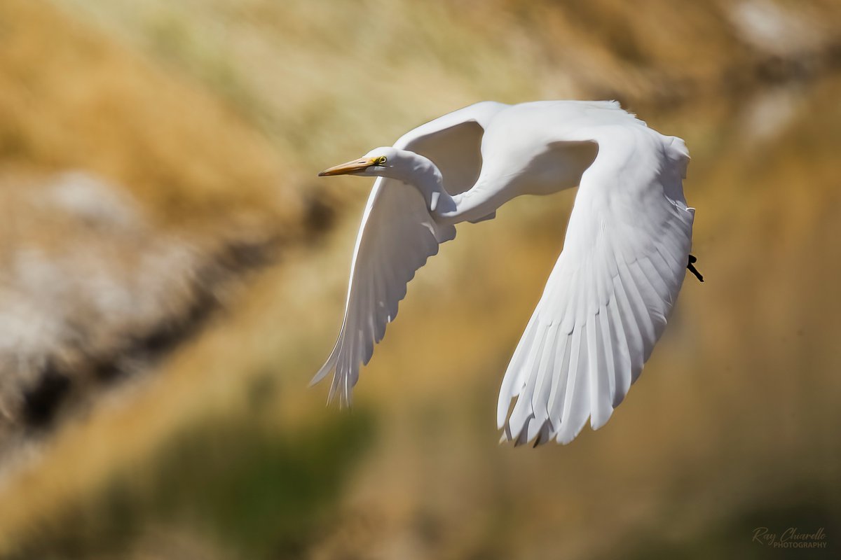 Great Egret in flight. #BirdsSeenIn2023 #Bird #GreatEgret #BirdInFlight #Wildlife #Nature #ThePhotoHour #BirdsOfTwitter #ElPaso #Texas #SonyA7M4 #Sigma_150_600mm