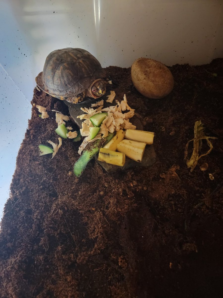 BeebsJoy's tweet image. Hey stalker lady, let me eat in peace!  Mr Turtle had chicken, cucumber, and banana for dinner. 
#turtlemom
#boxturtle
#MrTurtlesAdventures