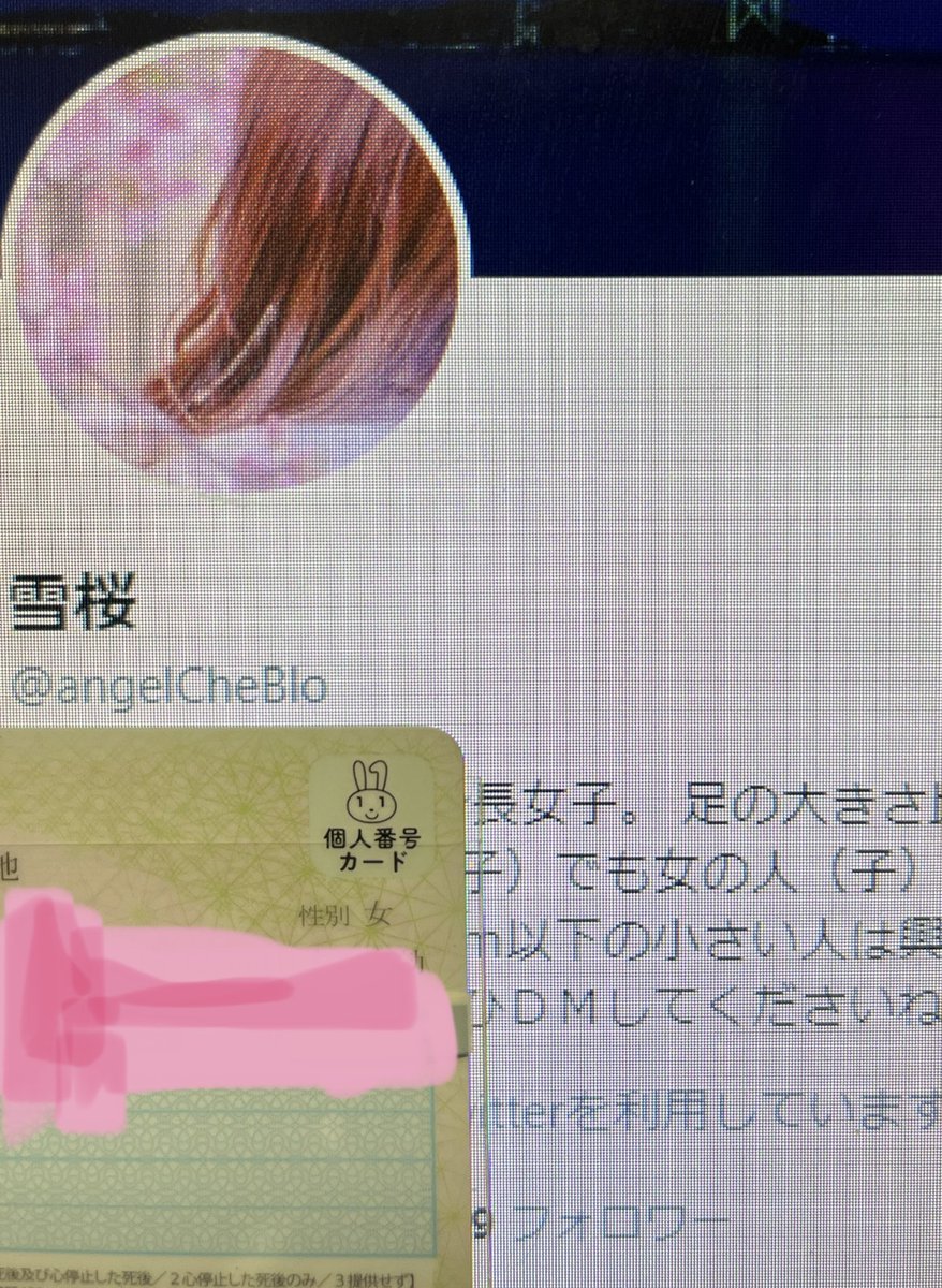 雪桜 tweet media