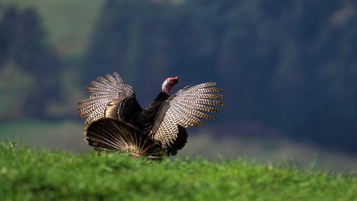 sage_s65739624's tweet photo. Due to their long lives, #Turkeys make excellent pets. Additionally, despite their gobbling and screeching, they are remarkably gentle and amiable, making them #ExcellentPets for families with young children. #FactsAboutTurkeys #FunFacts #CrazyFacts
https://t.co/xKbHPIgTuW https://t.co/N1kILgXGqn