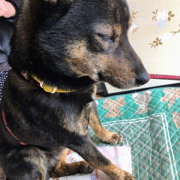 gY2TiUbn6e8e6KL's tweet photo. 🐶🆘迷子犬🎈
 ［＃兵庫県高砂市🐕］

🔹2023.2.11
🔴兵庫県 ＃高砂市中筋 1丁目で迷子になった柴犬系mixの〝クロ君♂〟を探してます🐾🐕

🍀クロ君発見に皆様のお力をお貸しください🙏
＃迷子犬 ＃兵庫県迷子犬
＃高砂市迷子犬 https://t.co/uuGkgLVoUn