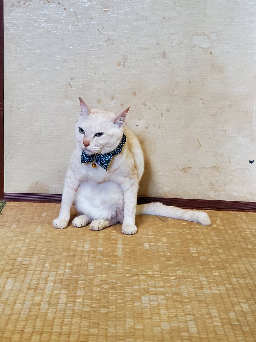 「名前はタイガ、雑種の女の子( ơ ᴗ ơ )ぺこちゃんに見てほしい。雪の日に捨て」|ミークン🐧👯‍♀️のイラスト