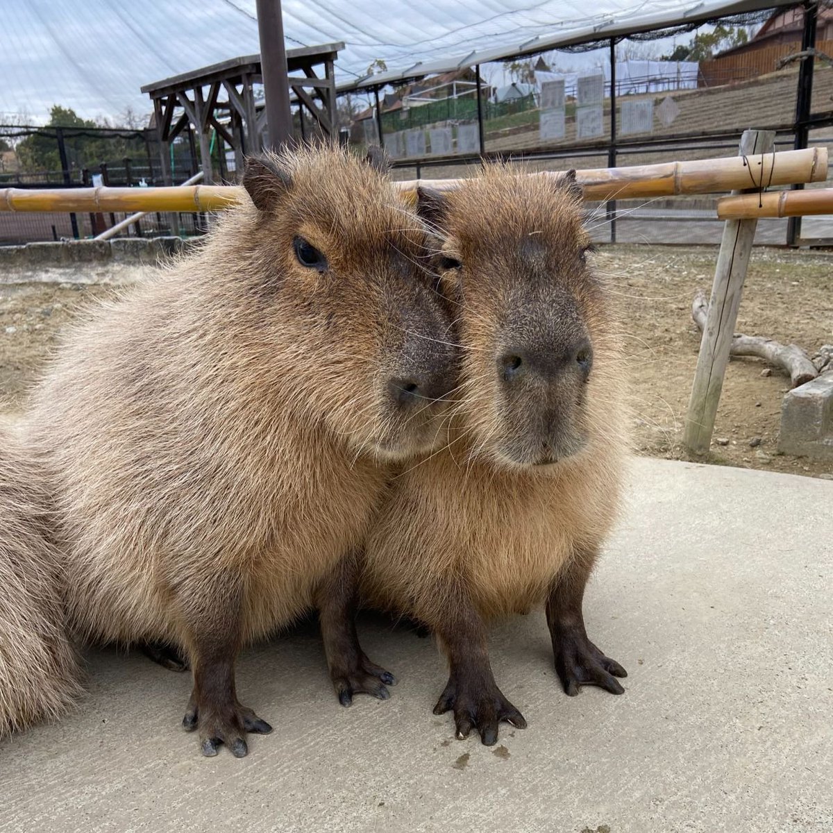 水豚は好きな水豚にくっつけます🤣
こいつ大好きですね🥰