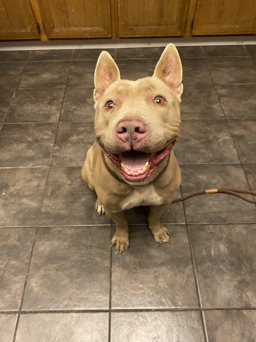 DIGITALJAMIEE's tweet photo. If anyone lost a dog around the Leyva area or knows anyone who lost a dog… we found this cutie with no collar on. Please dm if you know this dog or retweet to find his home! I can’t keep him I already have two dogs. Very friendly  &amp; sweet 🥰 https://t.co/pCvUKpxfBR
