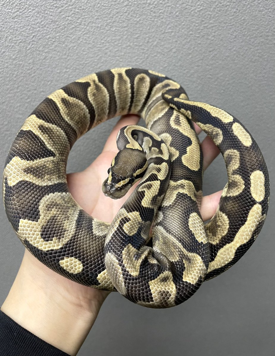 777Reptiles's tweet photo. ちょこちょこと完売しているのと問い合わせが来ているので早いもの勝ちになります！
残っている個体です🐍
お問い合わせお待ちしております🙇‍♂️
#ボールパイソン
#ヘビ
#爬虫類
#大田区 https://t.co/99f2Eog9v2