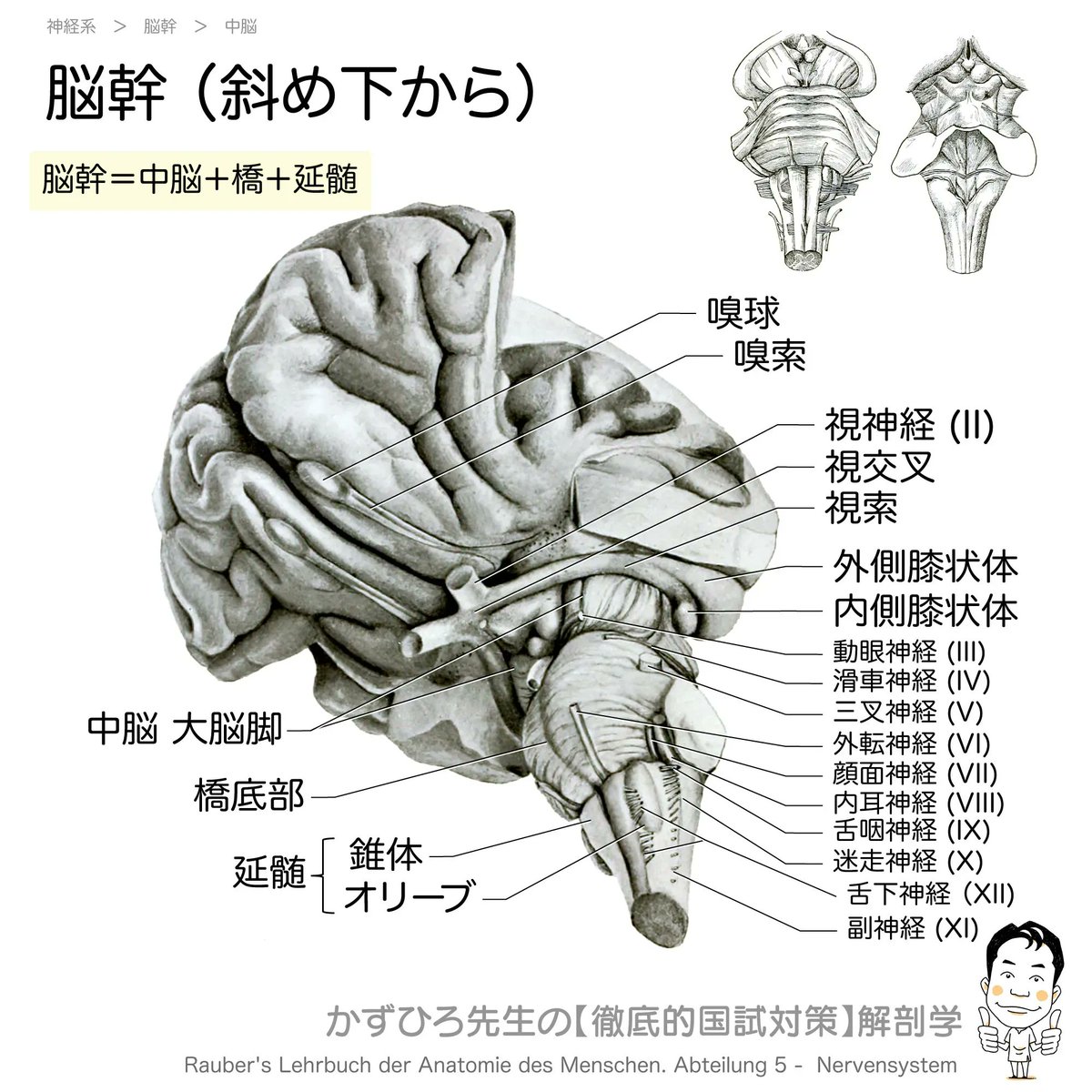 黒澤一弘（かずひろ）解剖学IT教育・指圧師・ラダック on X