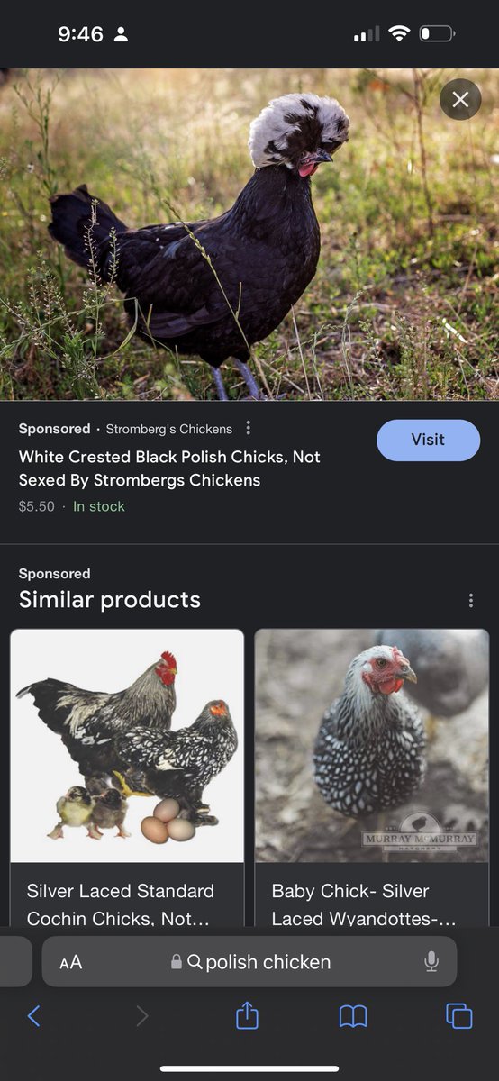 bridgeyyleigh's tweet photo. Alright I got two of these chickens and Nate said they’re ugly someone tell him he’s WRONG https://t.co/bp9Fr4JUkO