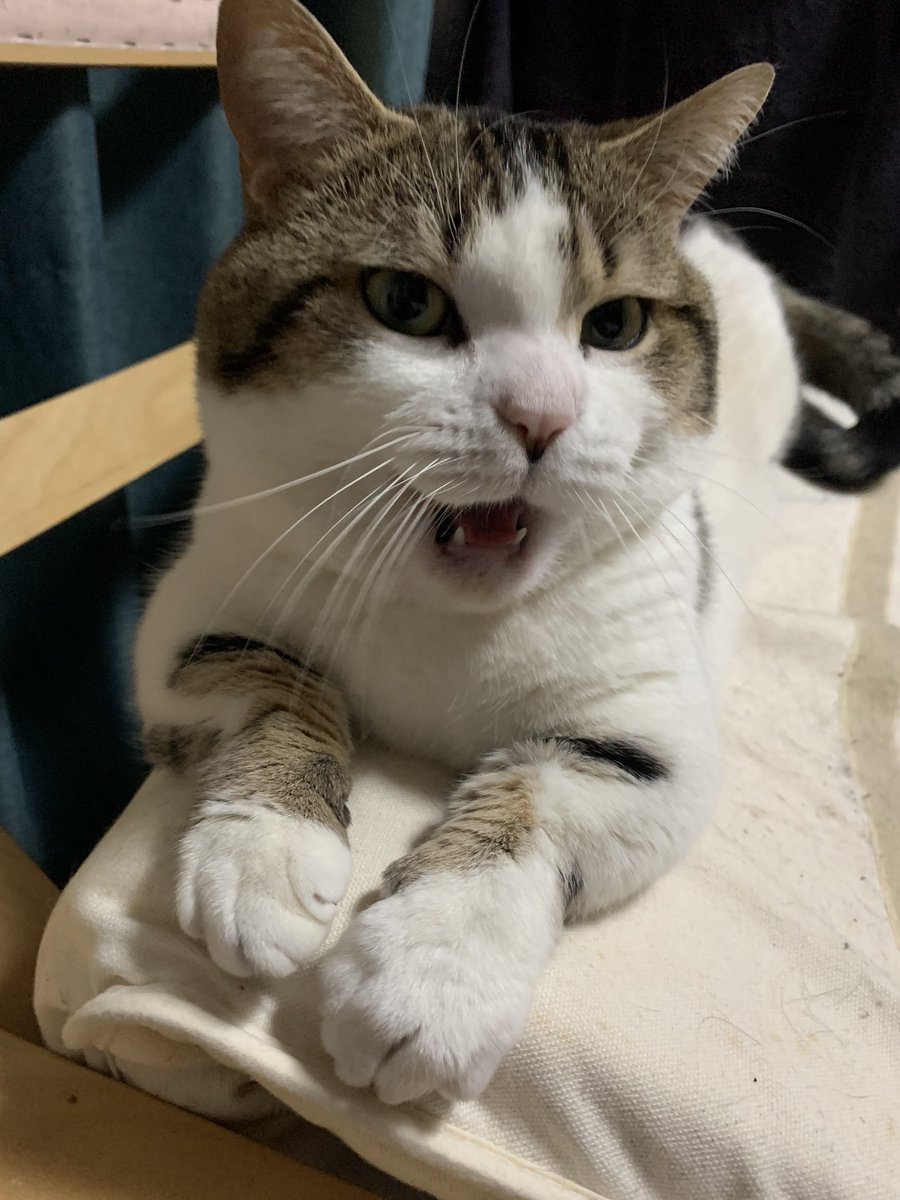 jyosuke_neko's tweet photo. あくびする瞬間
蛇みたいで怖いんだな(´・д・｀)

 #眠い時にカメラ向けんな
 #猫のいるくらし 
 #猫 https://t.co/ygWSbIO9kL