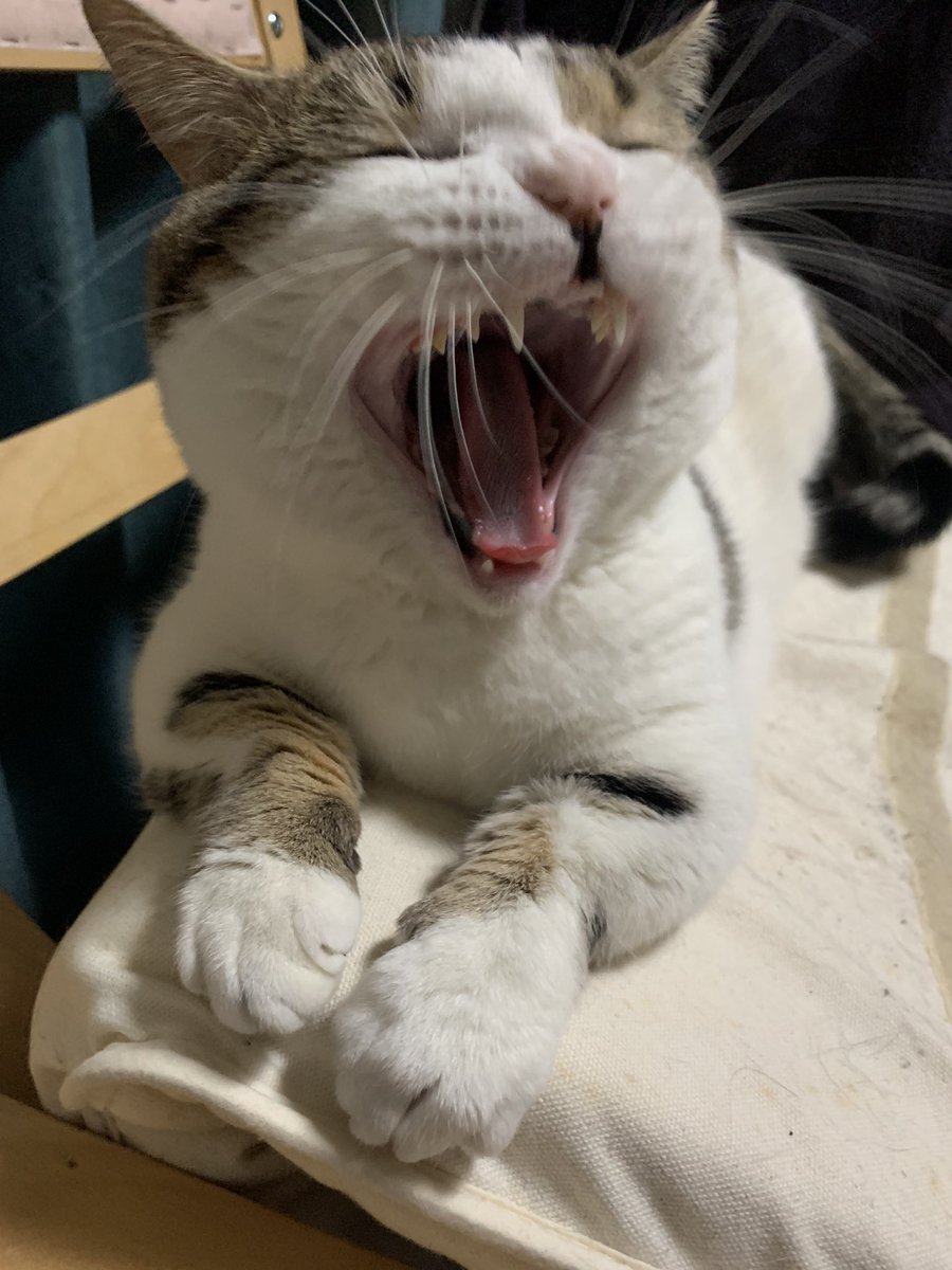jyosuke_neko's tweet photo. あくびする瞬間
蛇みたいで怖いんだな(´・д・｀)

 #眠い時にカメラ向けんな
 #猫のいるくらし 
 #猫 https://t.co/ygWSbIO9kL
