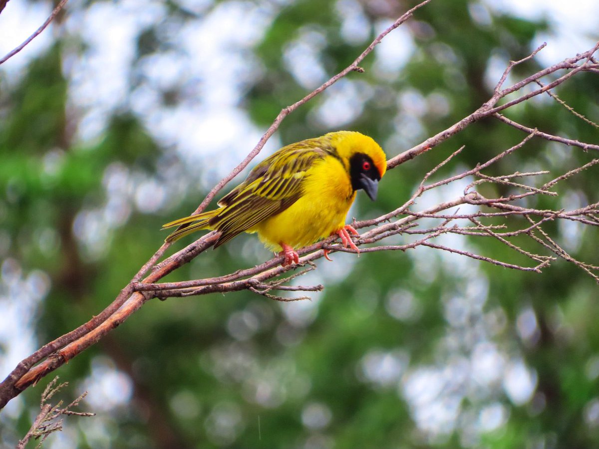 Southern masked weaver  #birdwatcher #nature
#friends
#PictureOfTheDay #animal
#earthbeatiful
#wildlife #birds #birding
#photography #birdwatching 
#naturephotography
#birdphotography
#lovecapetown
#WeLoveSouthAfrica
#SouthAfrica