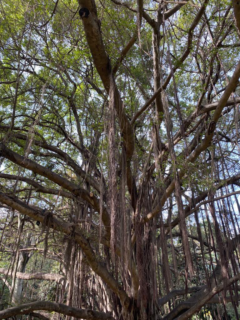 EMA on X: Tarzan's tree still looks fantastic more than 90 years after the  movie was filmed here at the Jardin d'Essai. #Algiers #Algeria❤️🇩🇿  t.coTpXsv2XNyL  X