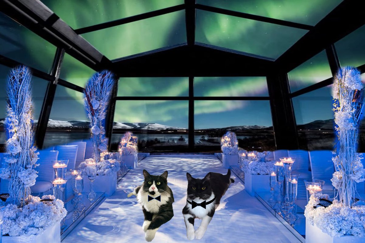 Matt_Ironstone's tweet photo. Leo and Mittens look so handsome in their tuxedos! I just had to get a picture of them.
#Caturday #CatsOfTwitter #tuxedocat #TuxieGang #MurphyPuddinWedding https://t.co/NUHkwc8F2D