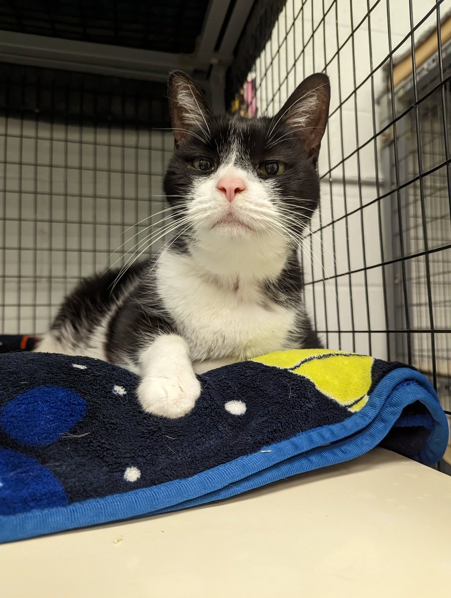 ☪️ ⓢⓦⓘⓝⓓⓛⓔ ☪️ • 🐀 ᴛᴇᴀᴛɪᴍᴇ ɢᴀɴɢꜱᴛᴇʀ 🐀 • on Twitter "RT katsmithrescue