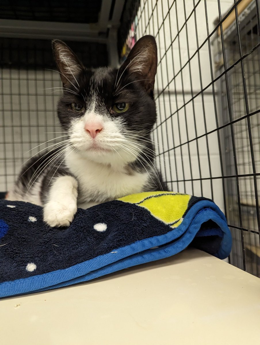 ☪️ ⓢⓦⓘⓝⓓⓛⓔ ☪️ • 🐀 ᴛᴇᴀᴛɪᴍᴇ ɢᴀɴɢꜱᴛᴇʀ 🐀 • on Twitter "RT katsmithrescue