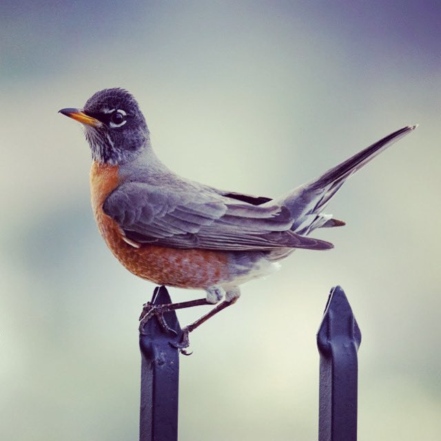 azercloud's tweet photo. American Robin, San Diego https://t.co/lheAW4zo0h