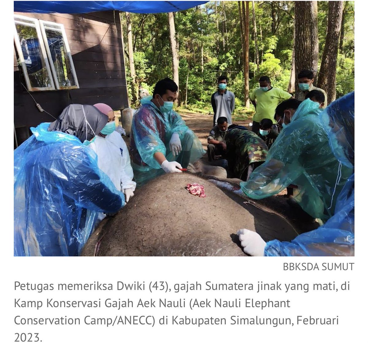 AidaGreenbury's tweet photo. 4 elephants died in North Sumatra in 5 months due to financial crisis in Wildlife Sanctuary. The Environment Ministry told conservationists not to disclose the crisis to the public. It's a shame, elephants could still be alive if help was given in time. https://t.co/dsskoxpPDQ https://t.co/umdG32rfS0