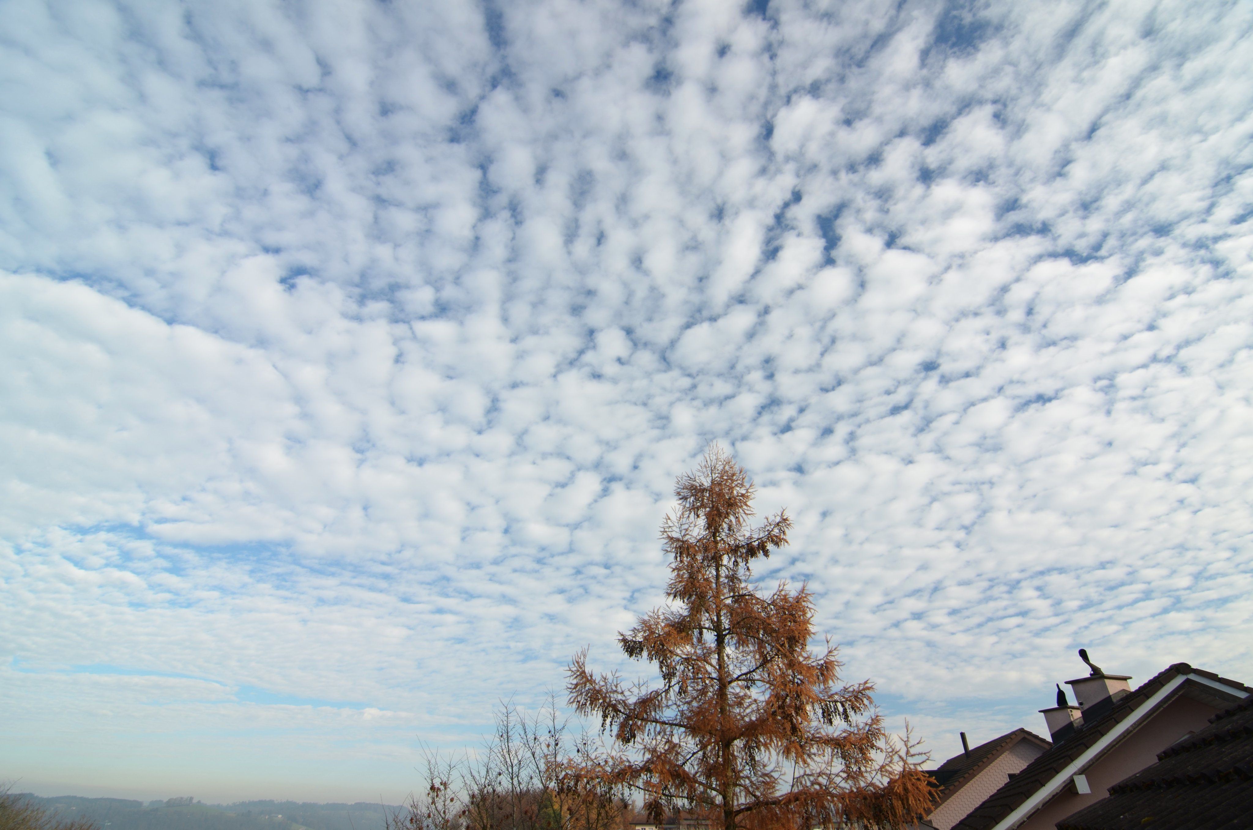 Altocumulus Translucidus