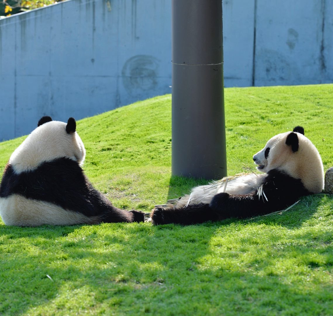 HELLOPANDA2017's tweet photo. Thanks, Love,
Origin of HELLO PANDA
#pandamental https://t.co/loZZaGmKXl
