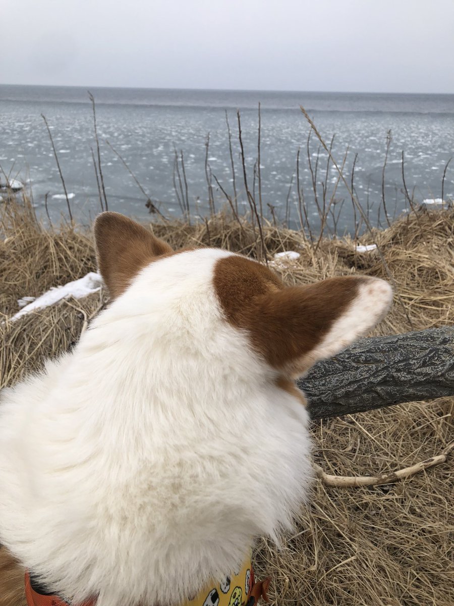 ツヴァイ「海が白い、流氷かな？」