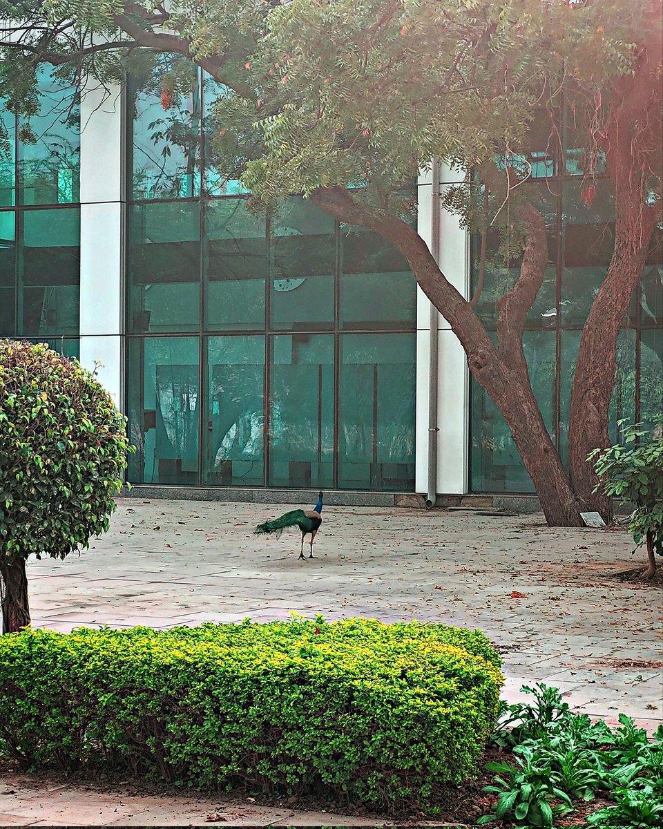 Pallabi_B20's tweet photo. Look who l spotted in front of the main research building this morning!! ๐ฆ #SpringOnCampus @IGIBSocial https://t.co/404yeIm7u7