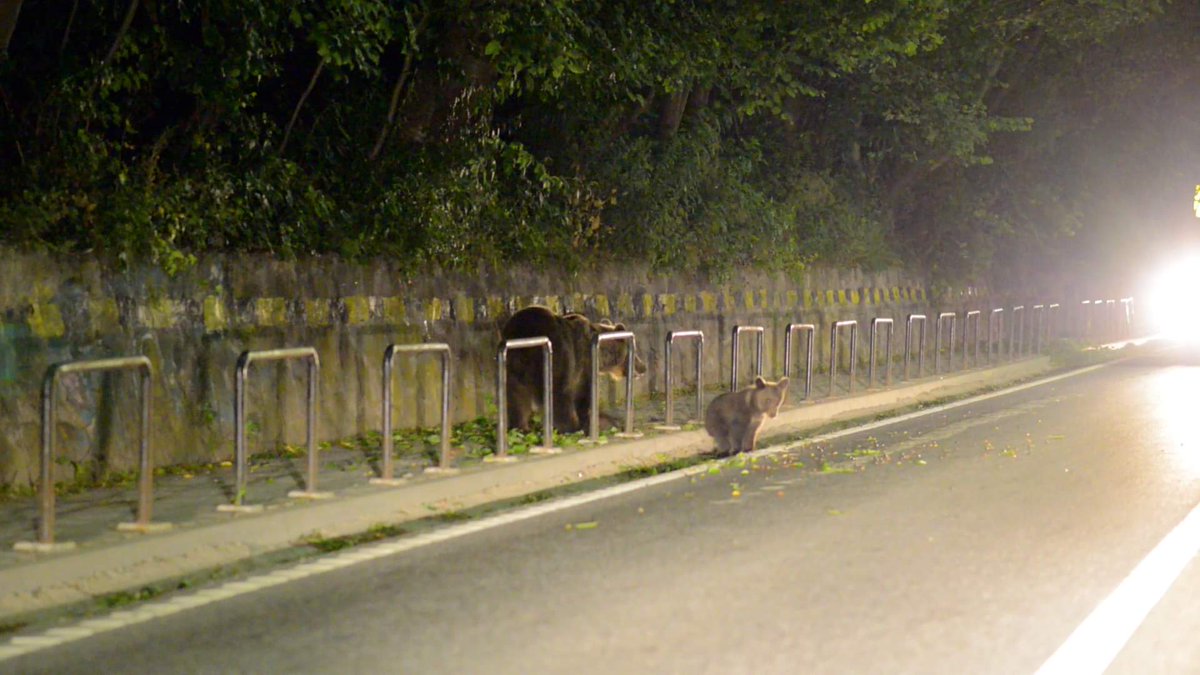 bluefrog_film's tweet photo. Once traffic volumes have reached a certain threshold, roads may become absolute barriers to bear movements.
Bear Facts mini-series: Bears and Roads
https://t.co/nIHFcFjCoO
#brownbear #bears #Romania #MilvusGroup https://t.co/qukGisosYA