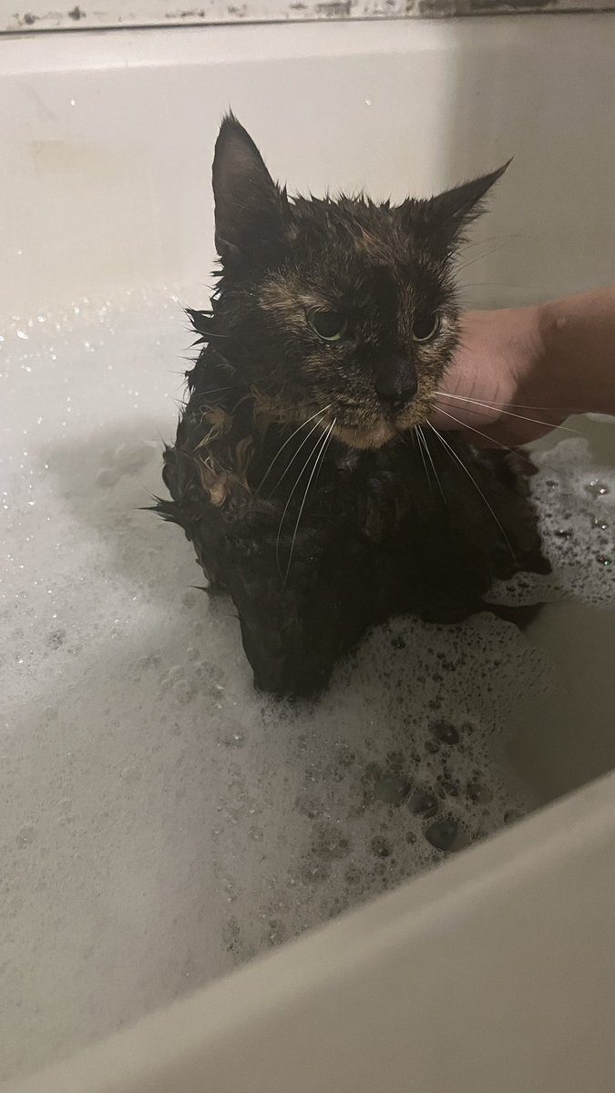 🧼Had to do it 😾