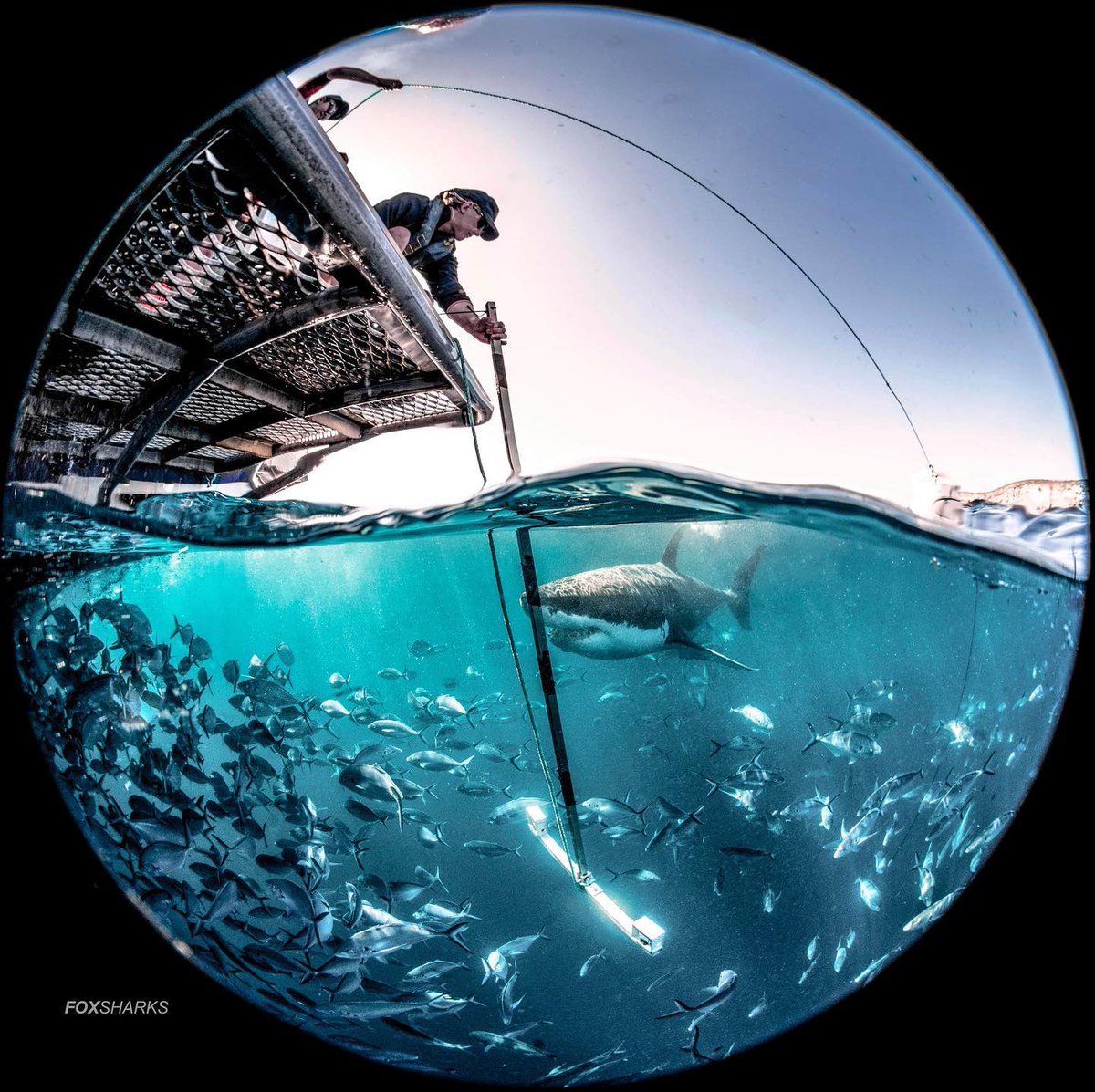 Maddie95_'s tweet photo. @DoctorKarl we test shark deterrents by placing an attractant 🐟 next to a deterrent. We record how many times a shark passes, measure pass distance with a stereo camera, if it bites, and physical reactions. Control = device turned off, treatment = on. No one is in the water 🦈 https://t.co/SGoXCJU9kn