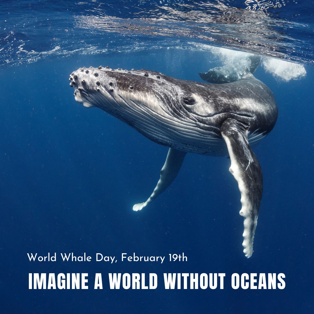 earthunleashed_'s tweet photo. 🐋🌊 Today we celebrate these magnificent creatures and their important role in our ocean ecosystem. Our t-shirts are inspired by the beauty of nature and the majestic presence of whales. #EarthUnleashed #WorldWhaleDay #NatureInspiredFashion #SaveOurOceans 🌊🐋🌿 https://t.co/tx2GymIxJy