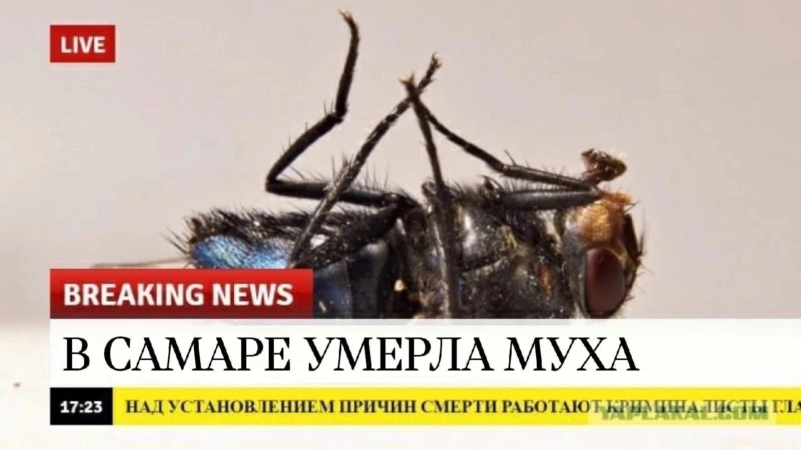 Муха в Саратове