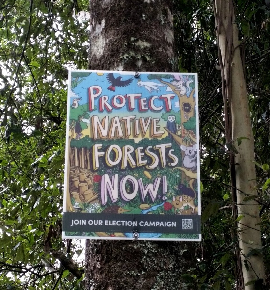 CloudsCreek's tweet photo. 5 weeks to the #NSWElection 🐨🌳 FCNSW is preparing to log 1,100 hectares of koala habitat in the #GKNP here at #CloudsCreekSF.
#Logging makes #forests more flammable 🔥🔥🔥
#StandUp4Forests #NSWVotes #ClarenceVotes #voteforests #voteclimate #NSWpol https://t.co/UUooSWe5uG