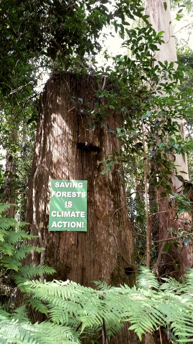 CloudsCreek's tweet photo. 5 weeks to the #NSWElection 🐨🌳 FCNSW is preparing to log 1,100 hectares of koala habitat in the #GKNP here at #CloudsCreekSF.
#Logging makes #forests more flammable 🔥🔥🔥
#StandUp4Forests #NSWVotes #ClarenceVotes #voteforests #voteclimate #NSWpol https://t.co/UUooSWe5uG