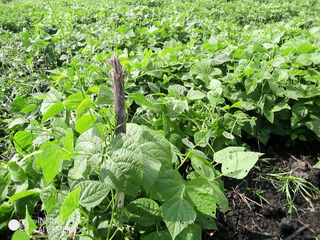 ADPF_RDC's tweet photo. A Sebele, dans le Territoire de Fizi RDC, l'@ADPF_RDC en partenariat avec #INERA Mulungu et @HarvestPlus experimente l'implantation d'une nouvelle variété de haricot venu de l'ISABU (35*35m). #ChampsEcolePaysan La croissance est prometteuse. @AntoineLubobo @BiovIntCIAT_eng https://t.co/CX7Vai0XsI