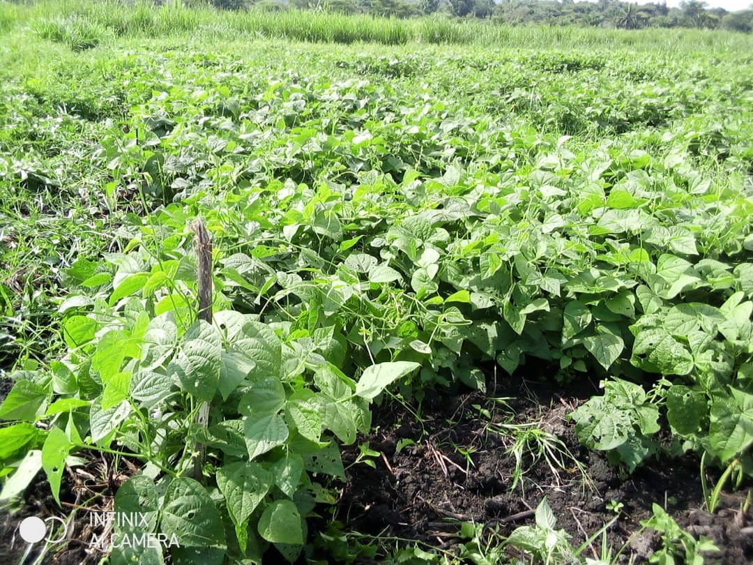 ADPF_RDC's tweet photo. A Sebele, dans le Territoire de Fizi RDC, l'@ADPF_RDC en partenariat avec #INERA Mulungu et @HarvestPlus experimente l'implantation d'une nouvelle variété de haricot venu de l'ISABU (35*35m). #ChampsEcolePaysan La croissance est prometteuse. @AntoineLubobo @BiovIntCIAT_eng https://t.co/CX7Vai0XsI